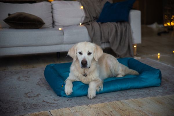 Лежак для котів та собак блакитний